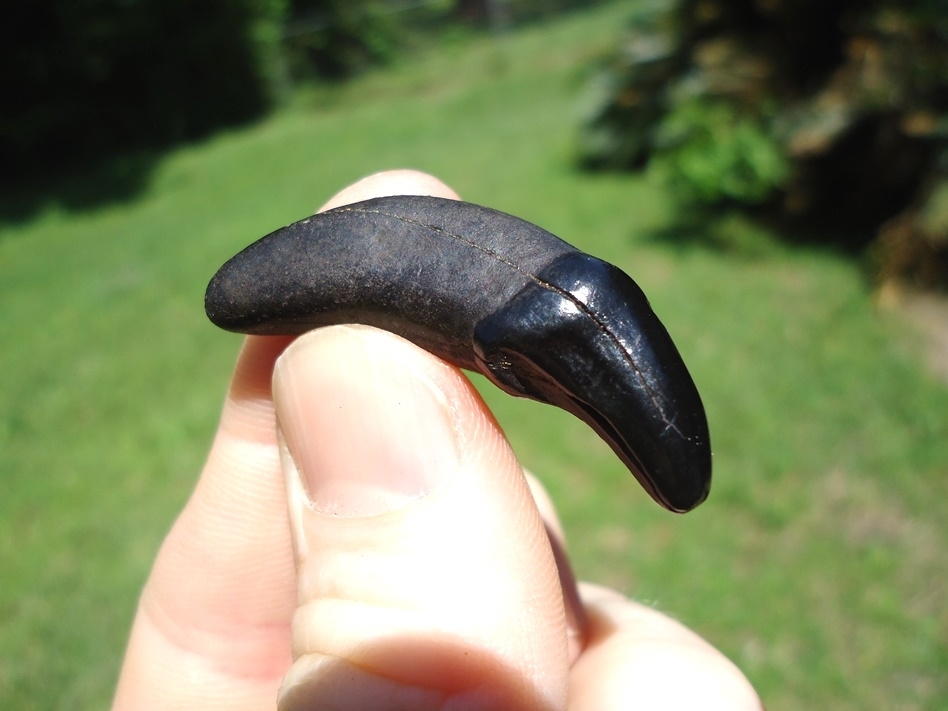 Large image 3 Stunning Jet Black Dire Wolf Incisor