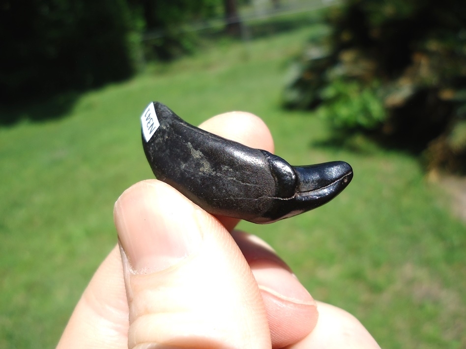 Large image 4 Stunning Jet Black Dire Wolf Incisor