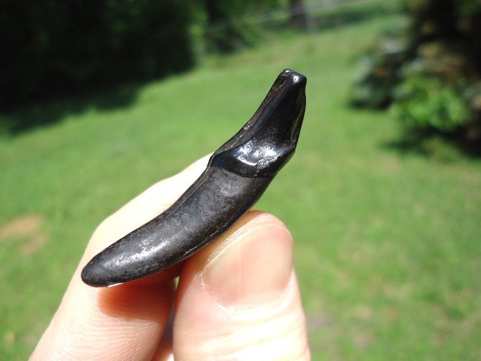 Large image 5 Stunning Jet Black Dire Wolf Incisor
