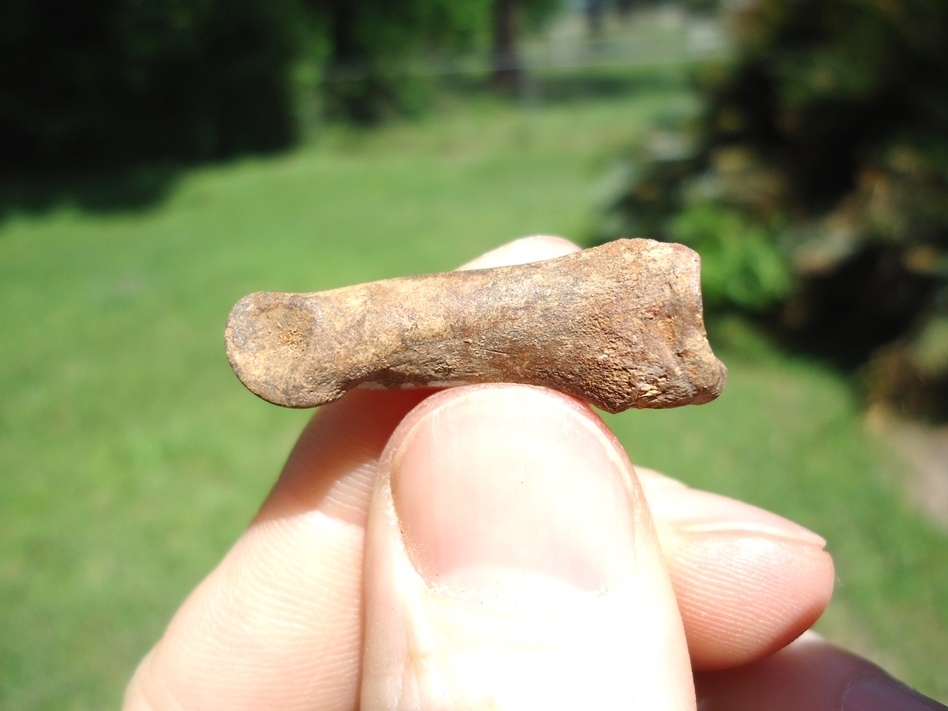 Large image 1 Rare Pronghorn Proximal Phalanx (Toe Bone)