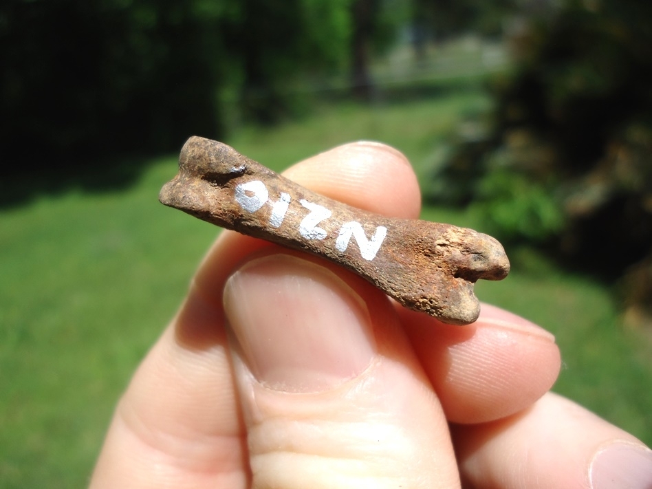 Large image 2 Rare Pronghorn Proximal Phalanx (Toe Bone)