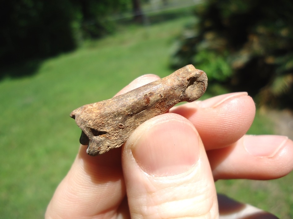 Large image 3 Rare Pronghorn Proximal Phalanx (Toe Bone)