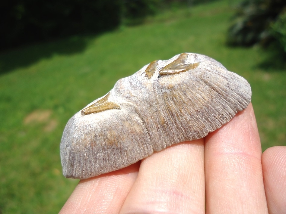 Large image 1 Quality Fused Stingray Dermal from Bone Valley