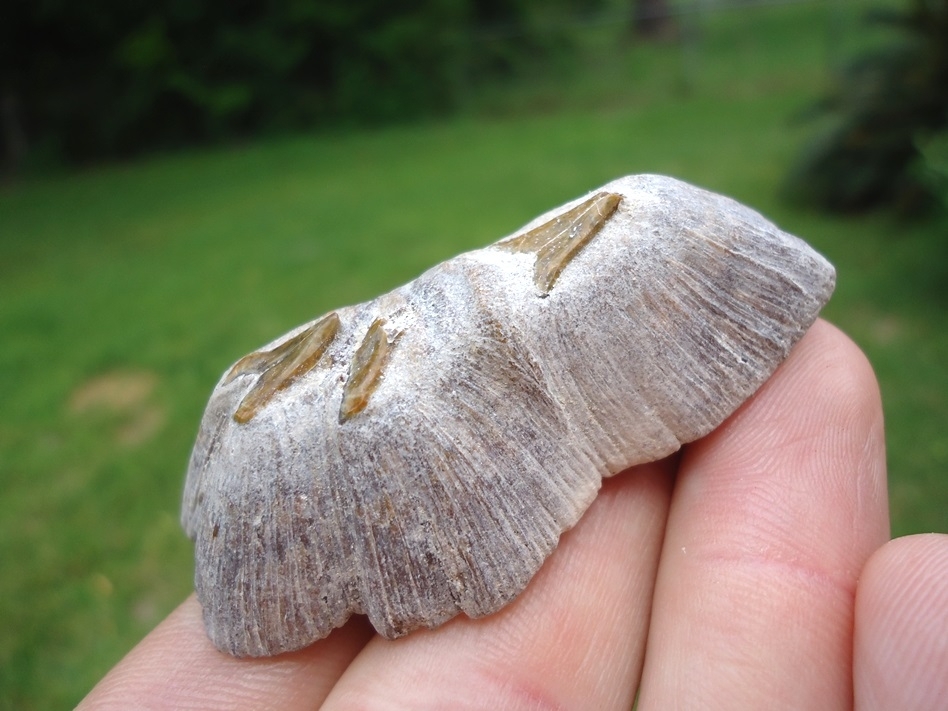 Large image 2 Quality Fused Stingray Dermal from Bone Valley