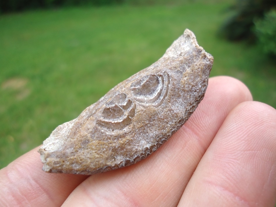 Large image 1 Extra Large Bone Valley Burr Fish