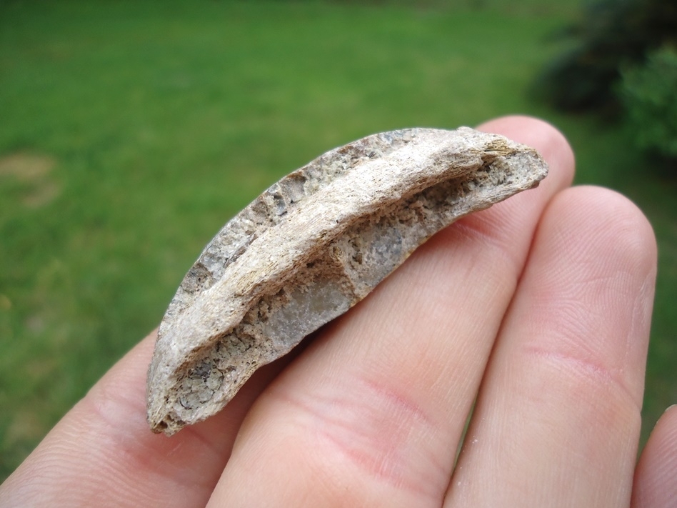 Large image 2 Extra Large Bone Valley Burr Fish