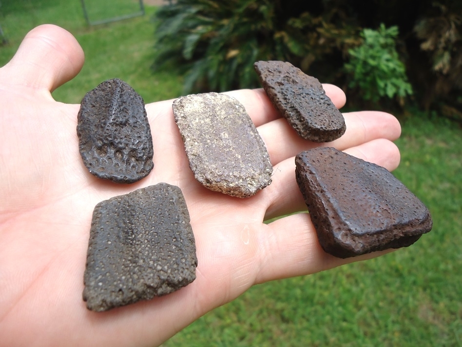 Large image 1 Five Choice Giant Armadillo Scutes