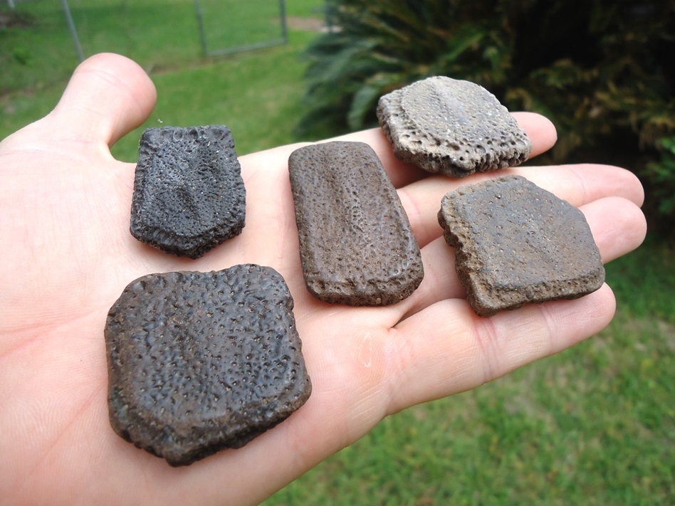 Large image 1 Five Choice Giant Armadillo Scutes