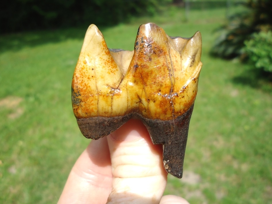 Large image 1 The Most Beautiful Rhino Tooth Ever