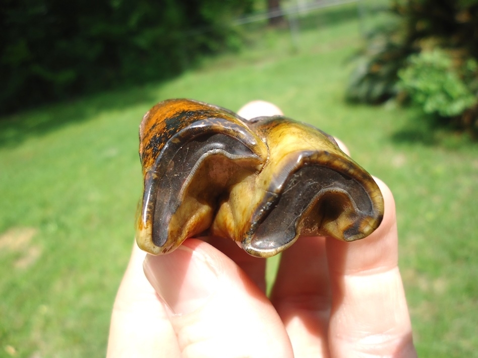 Large image 2 The Most Beautiful Rhino Tooth Ever