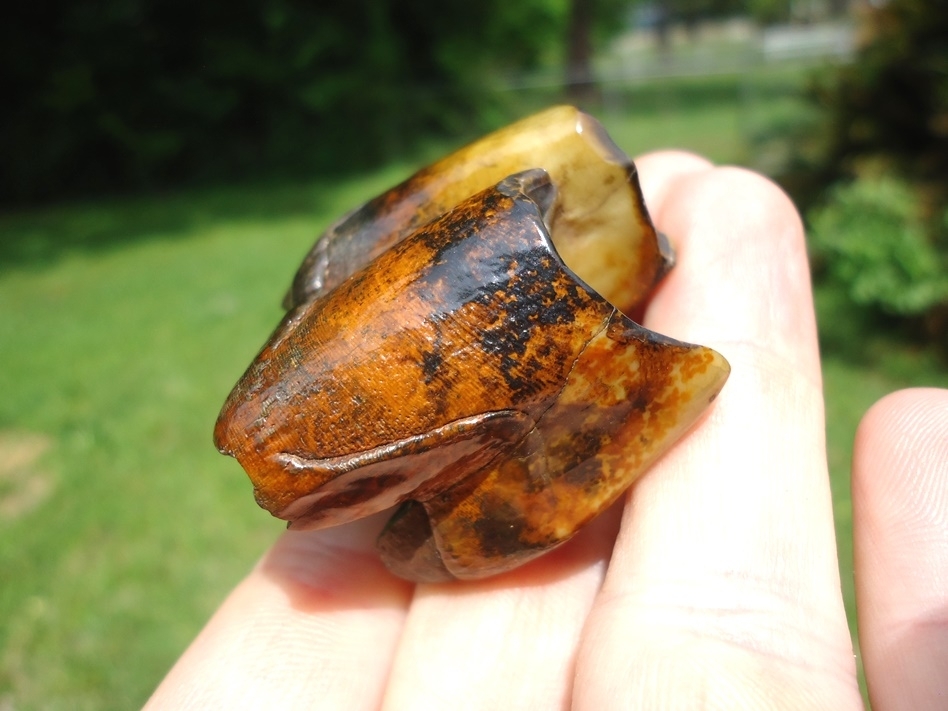 Large image 3 The Most Beautiful Rhino Tooth Ever