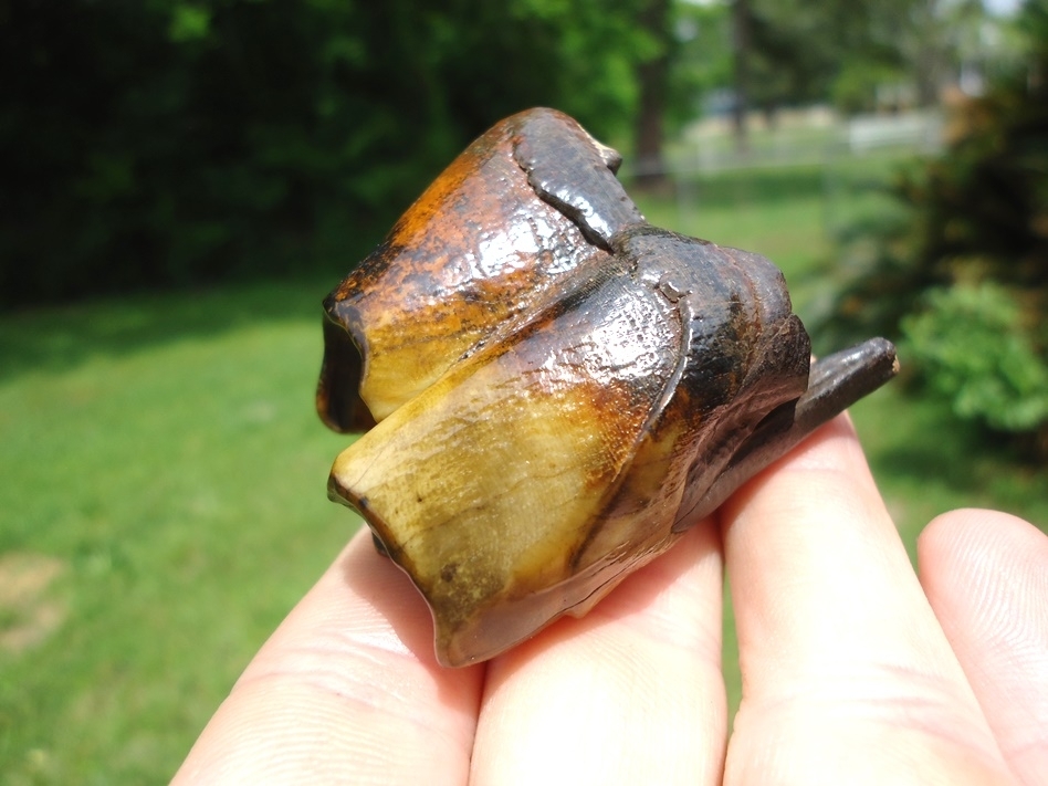 Large image 4 The Most Beautiful Rhino Tooth Ever
