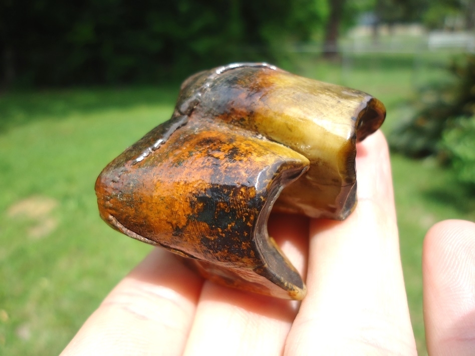 Large image 5 The Most Beautiful Rhino Tooth Ever