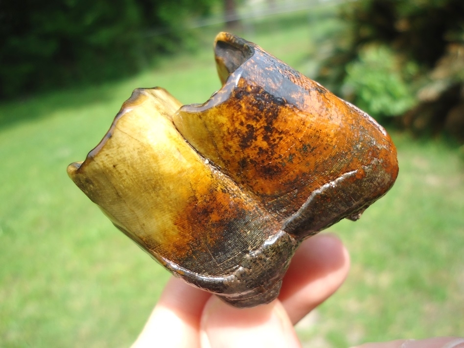 Large image 6 The Most Beautiful Rhino Tooth Ever