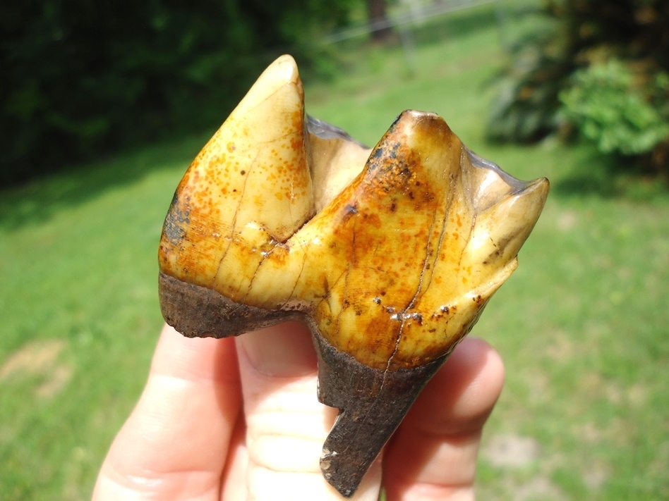 Large image 7 The Most Beautiful Rhino Tooth Ever