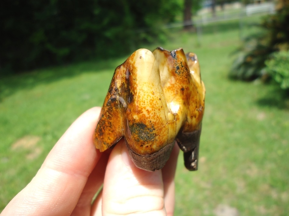 Large image 8 The Most Beautiful Rhino Tooth Ever