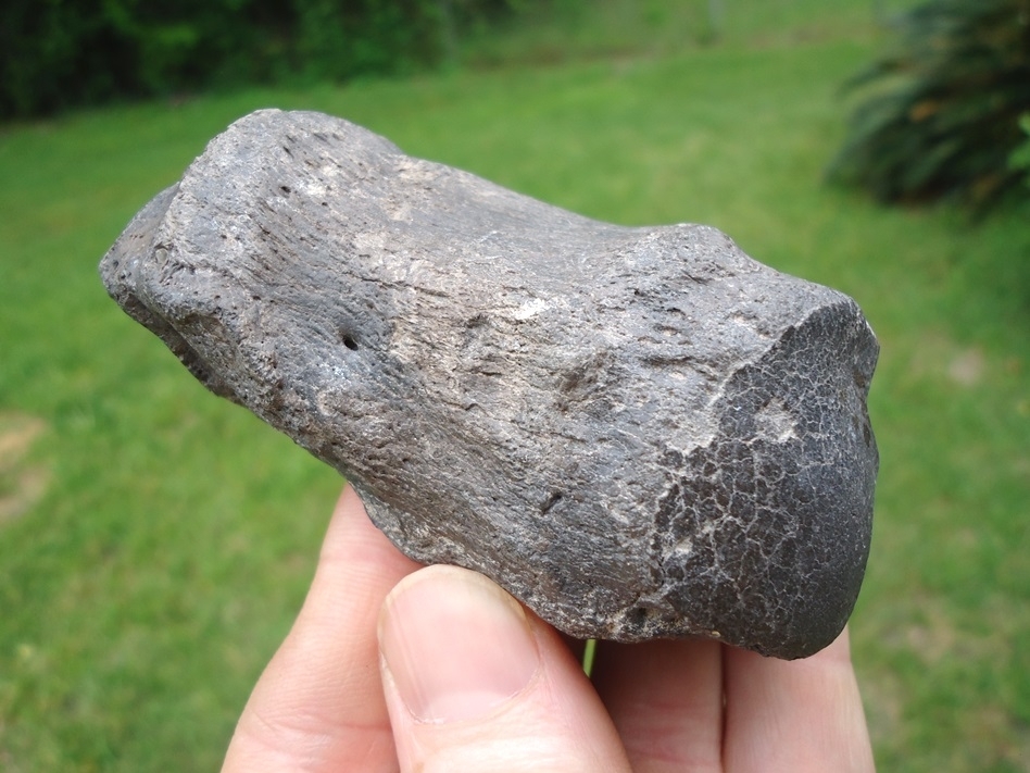 Large image 1 Choice Quality Rhinoceros Metapodial