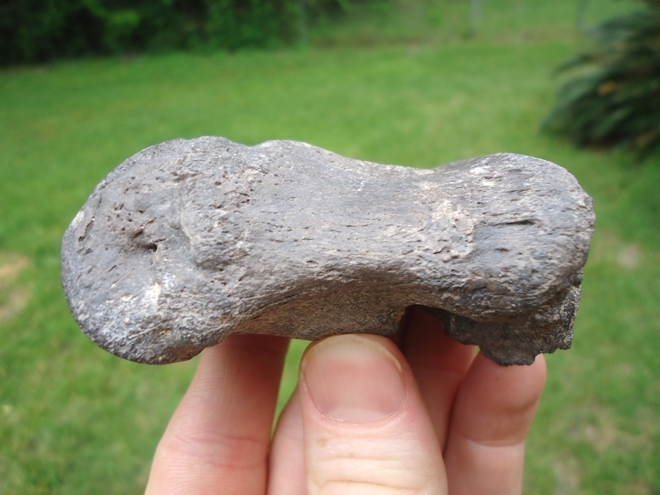 Large image 3 Choice Quality Rhinoceros Metapodial