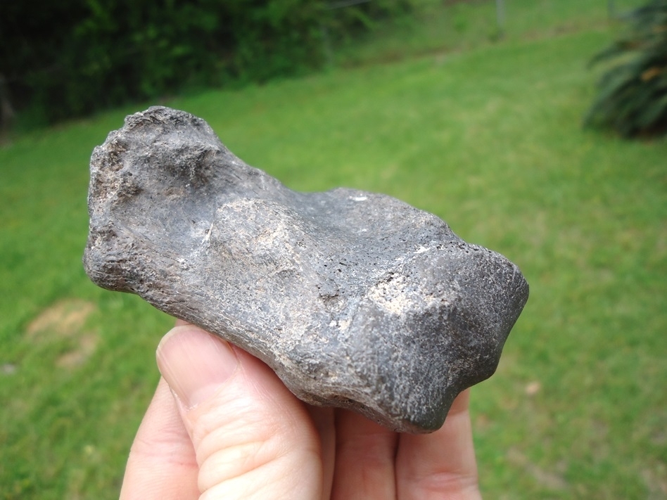 Large image 5 Choice Quality Rhinoceros Metapodial