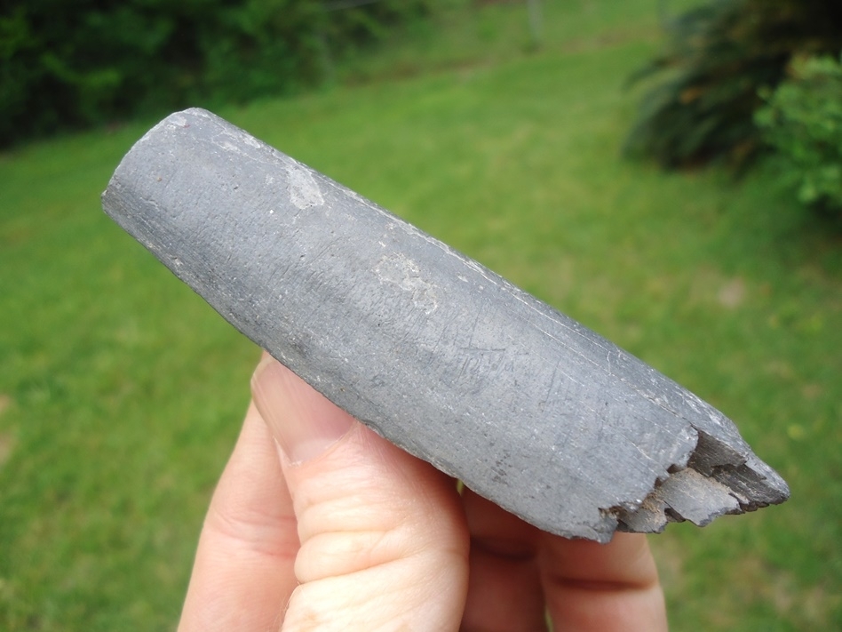 Large image 1 Nice Section of Juvenile Gomphothere Tusk from Bone Valley