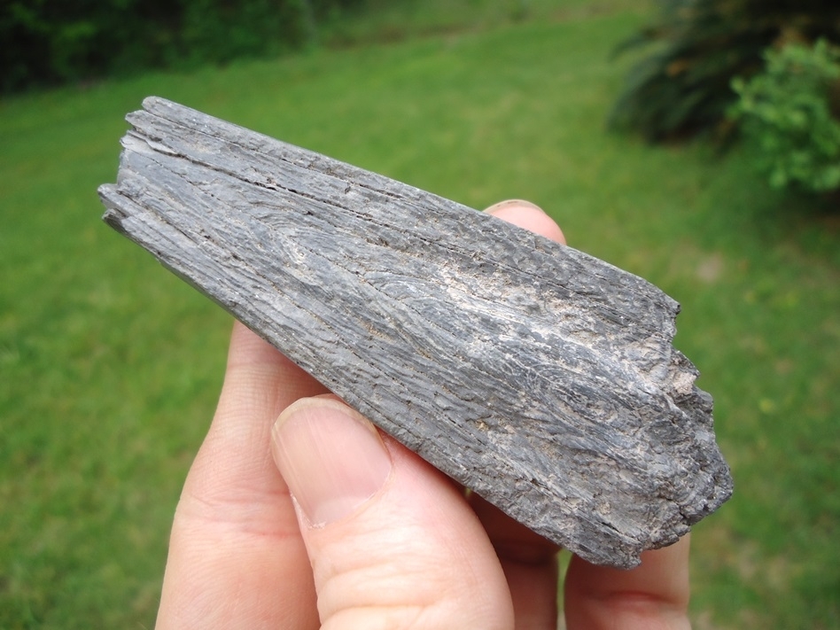 Large image 2 Nice Section of Juvenile Gomphothere Tusk from Bone Valley
