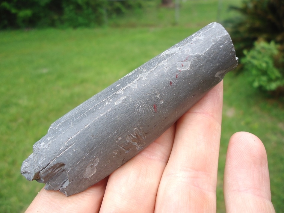 Large image 4 Nice Section of Juvenile Gomphothere Tusk from Bone Valley