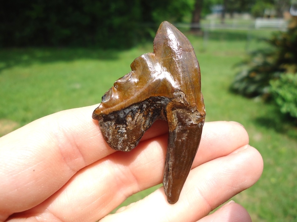 Large image 1 Gorgeous Archaeocete Whale Tooth