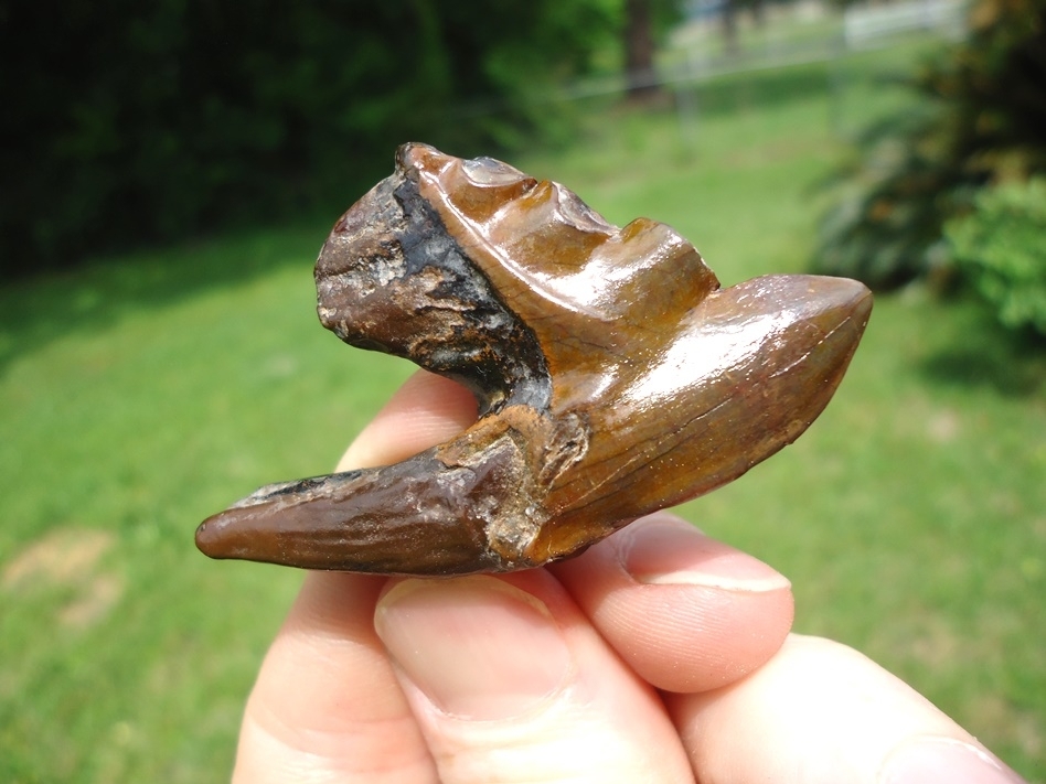 Large image 2 Gorgeous Archaeocete Whale Tooth