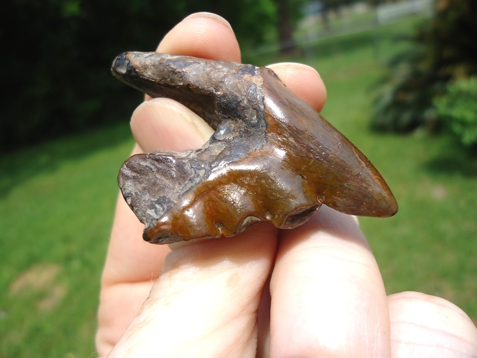 Large image 3 Gorgeous Archaeocete Whale Tooth