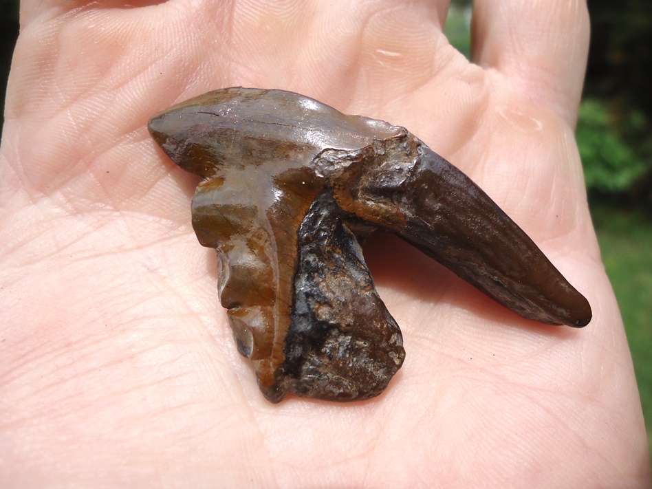 Large image 5 Gorgeous Archaeocete Whale Tooth
