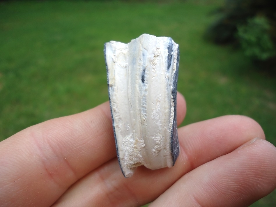 Large image 1 Rare Identified Three Toed Horse Tooth from Bone Valley