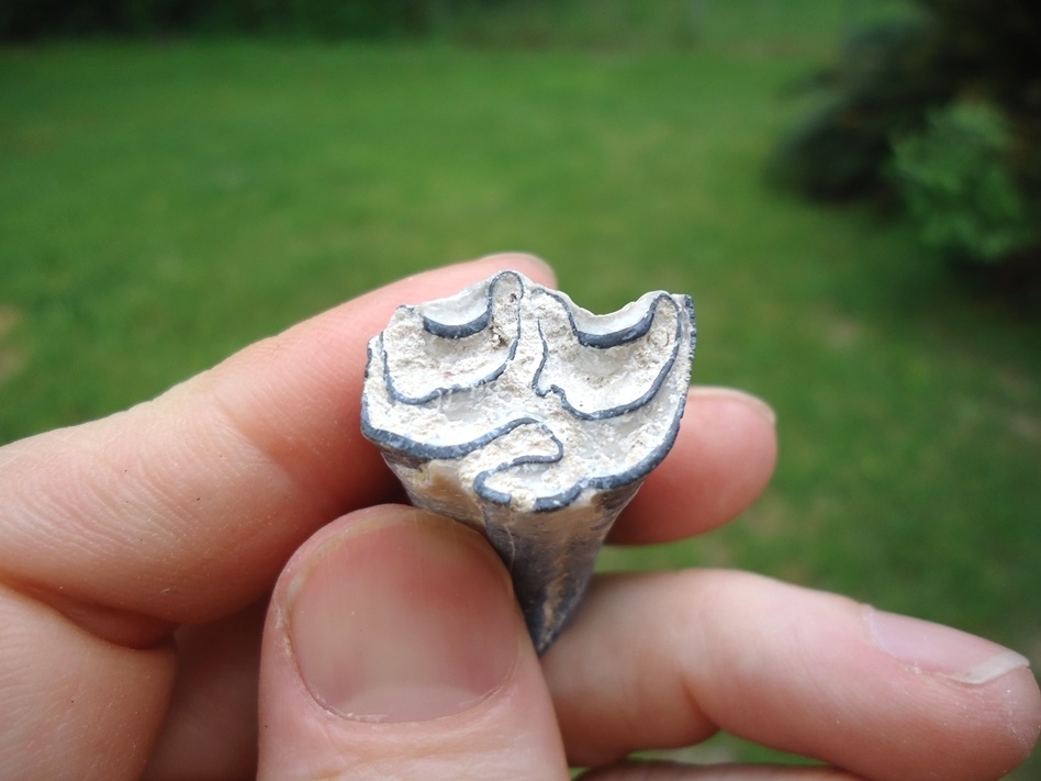 Large image 2 Rare Identified Three Toed Horse Tooth from Bone Valley