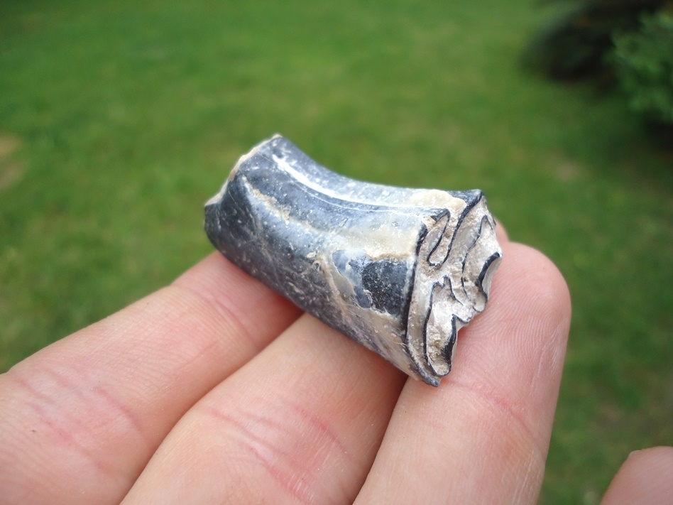 Large image 3 Rare Identified Three Toed Horse Tooth from Bone Valley