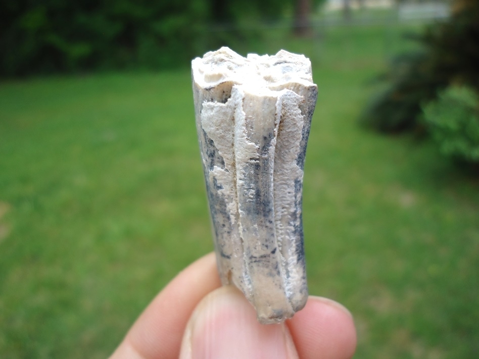 Large image 1 Rare Identified Three Toed Horse Tooth from Bone Valley
