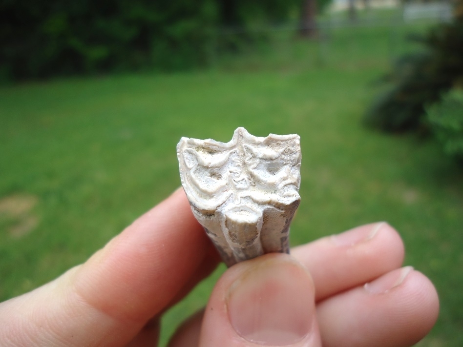 Large image 2 Rare Identified Three Toed Horse Tooth from Bone Valley