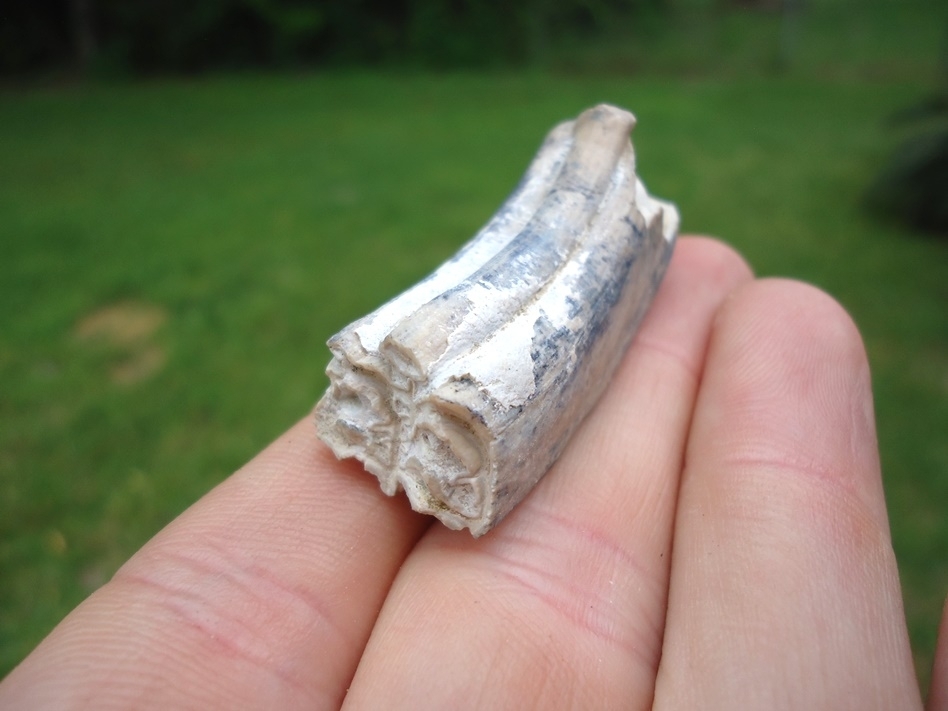 Large image 3 Rare Identified Three Toed Horse Tooth from Bone Valley