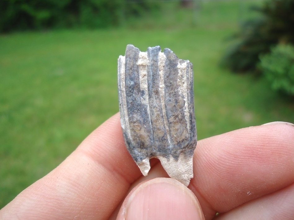 Large image 1 Choice Three Toed Horse Tooth from Bone Valley