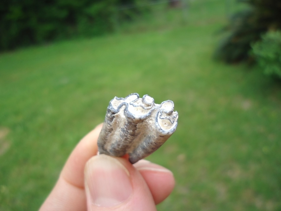 Large image 2 Choice Three Toed Horse Tooth from Bone Valley