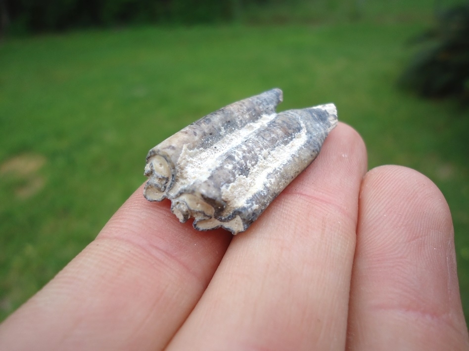 Large image 3 Choice Three Toed Horse Tooth from Bone Valley
