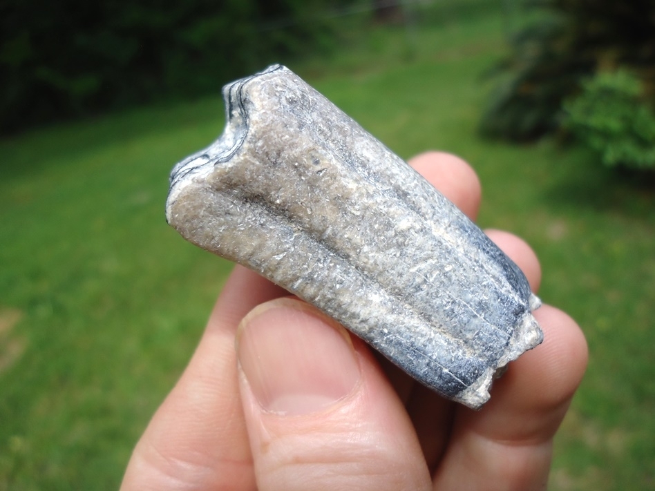 Large image 1 Choice Three Toed Horse Tooth from Bone Valley