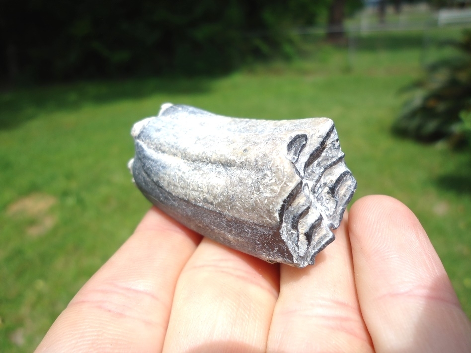 Large image 3 Choice Three Toed Horse Tooth from Bone Valley