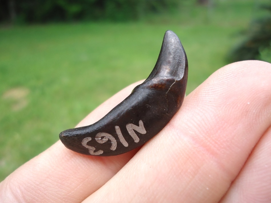Large image 1 World Class Dire Wolf Incisor