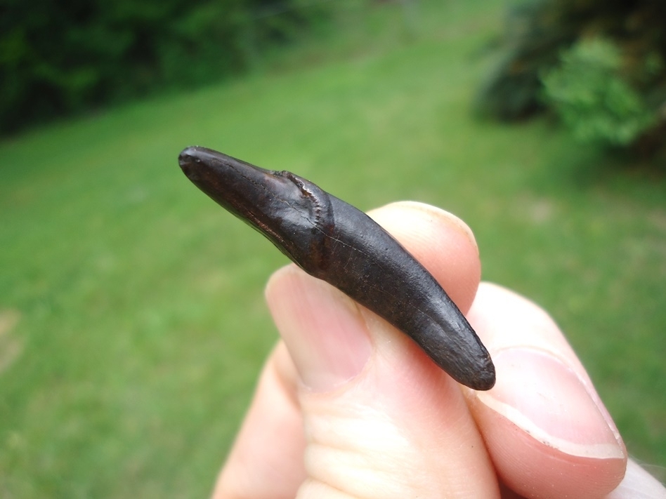 Large image 2 World Class Dire Wolf Incisor