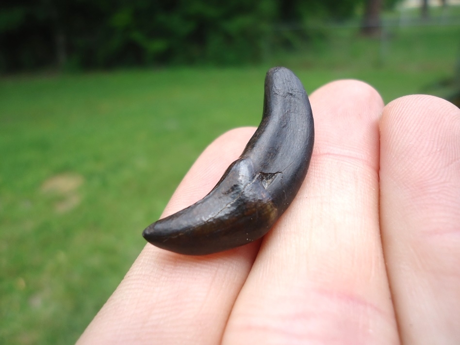 Large image 3 World Class Dire Wolf Incisor