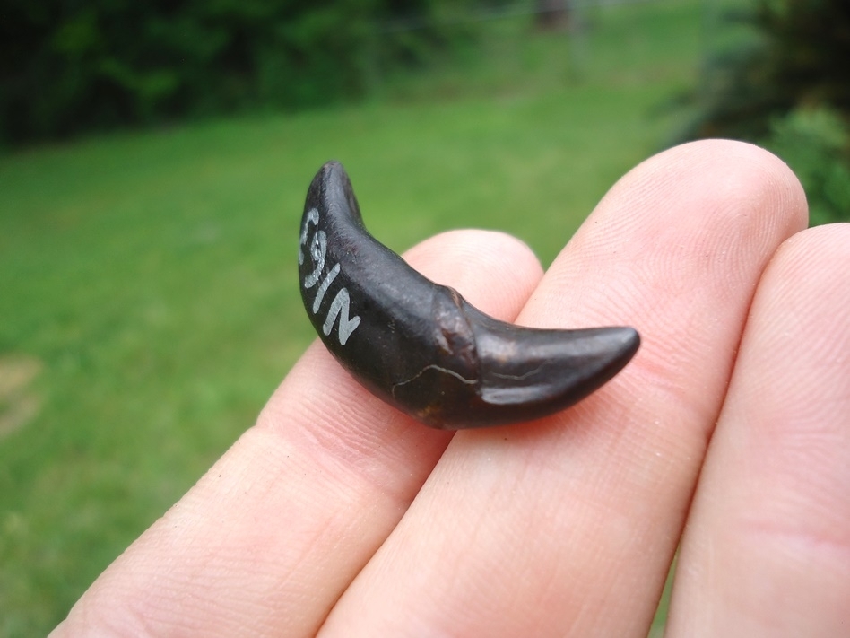 Large image 4 World Class Dire Wolf Incisor
