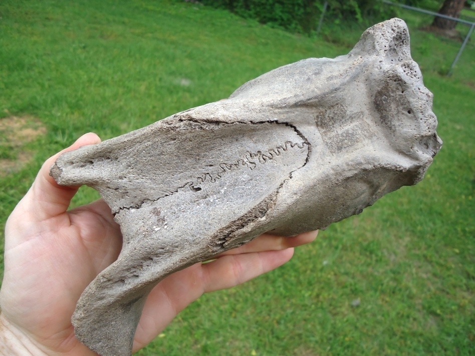 Large image 1 Exceptional Manatee Skull Cap Fused with Frontals