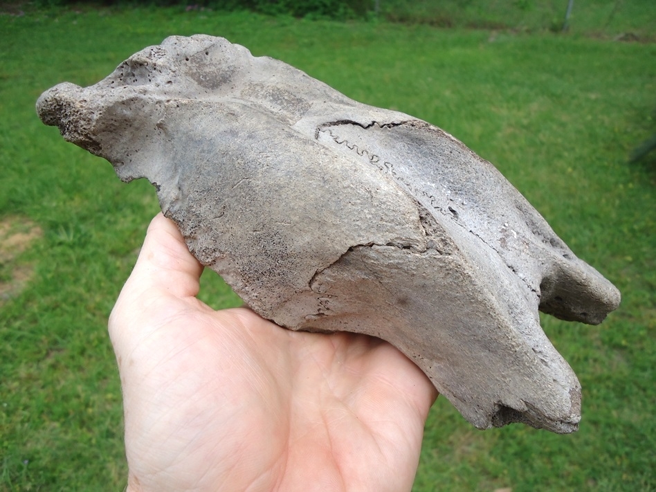 Large image 2 Exceptional Manatee Skull Cap Fused with Frontals