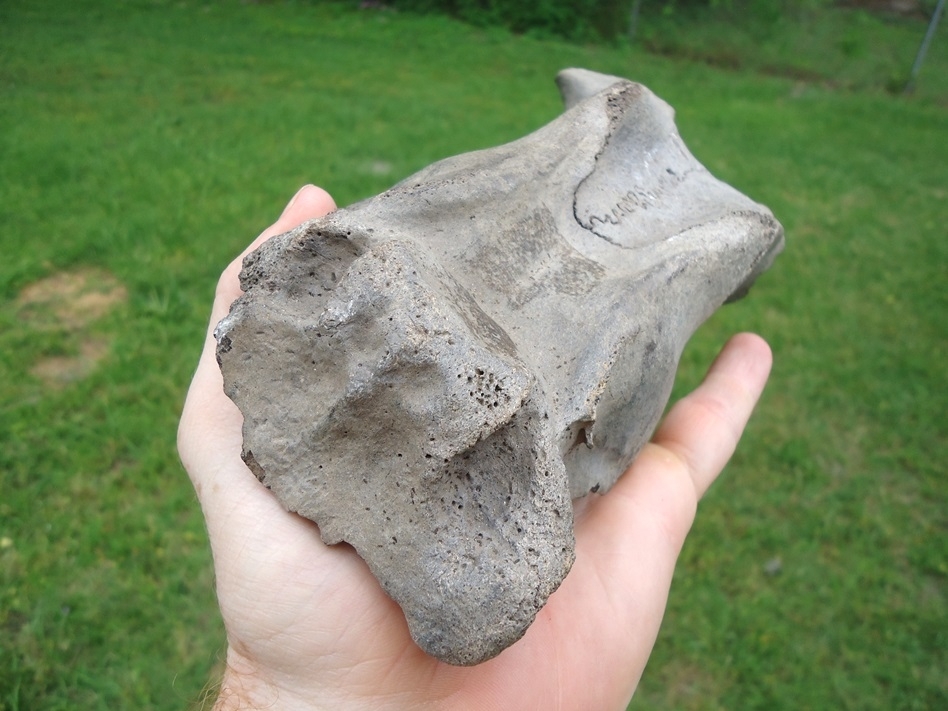 Large image 3 Exceptional Manatee Skull Cap Fused with Frontals