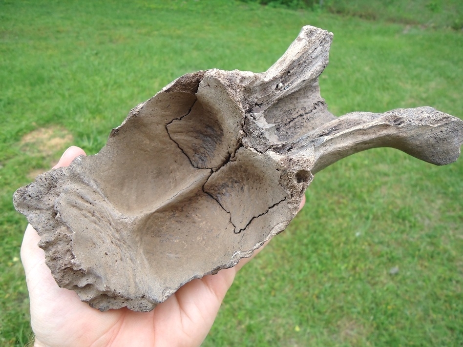 Large image 4 Exceptional Manatee Skull Cap Fused with Frontals