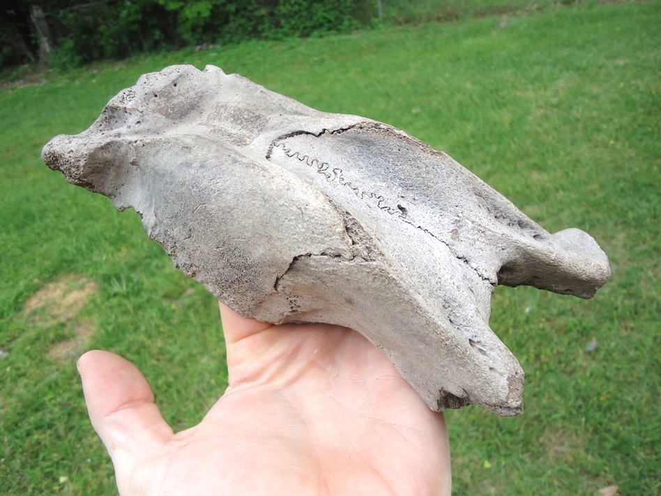 Large image 6 Exceptional Manatee Skull Cap Fused with Frontals